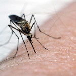 County resident tests positive for West Nile virus