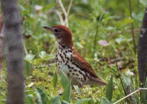 Wood Thrush