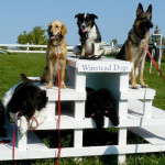 Winstead celebrates 5th anniversary (that's 35 in dog years!)