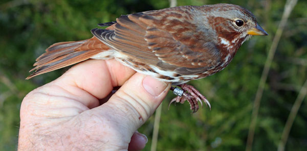 Fox sparrow