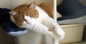 Liza, official spokescat for the Loyalist Humane Society, a cat nap. To ensure peace and quiet she has posted a sign reading "Please do not start dryer".