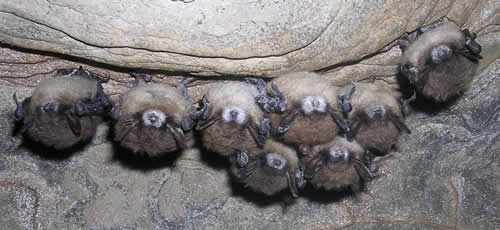 The species most devastated by white nose syndrome are Little Brown Bats, Northern long-eared bats and Tri-colored bats. The COSEWIC called for the listing of the three as endangered. Nancy Heaslip photo NYSDEC