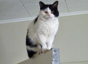 Zeke perched on the top of a door, ready to take flight.