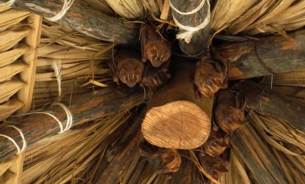 Eight lucky bats hang out in seaside palapa, Melaque Mexico.  Photo by Jackie Sandiford, Courtenay B.C.