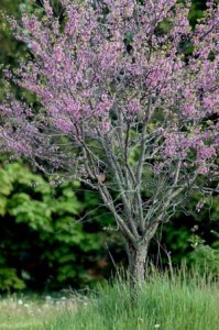 Eastern Redbud