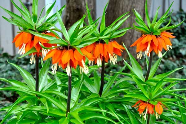 A symbol of life's continual renewal, the splendid fritilaria imperialis planted by a former owner returns each spring as it has for 22 years to energize and highlight our spring garden. Donald McClure photo
