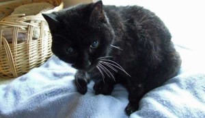 Nubbins, the little blind cat who came to us with Natasha this spring, has found a sponsor. Now, 20 of our senior and special needs cats have sponsors.