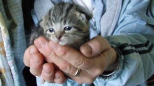 Peppermint Paddy Paddy, our first kitten of the 2013 spring season, is now two weeks old. His eyes are open and he is slowly beginning to explore his world. His mother, Candice Cain is very young but is taking her new responsibilities seriously. Because Paddy is her only offspring, he is larger than most new borns of his age. He also sports a very handsome fur coat.