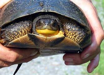 If you must move a small turtle away from a road, pick if up firmly by gripping both sides of the shell.  If moving a snapping turtle, use a shovel or a board to push them out of danger. Lift at the back of the shell. Visit here for more http://www.torontozoo.ca/AdoptAPond/