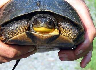 If you must move a small turtle away from a road, pick if up firmly by gripping both sides of the shell. If moving a snapping turtle, use a shovel or a board to push them out of danger. Lift at the back of the shell. Visit here for more http://www.torontozoo.ca/AdoptAPond/