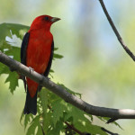 Spring Birding Festival celebrates migrating birds