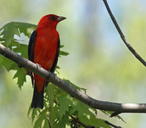 scarlet tanager