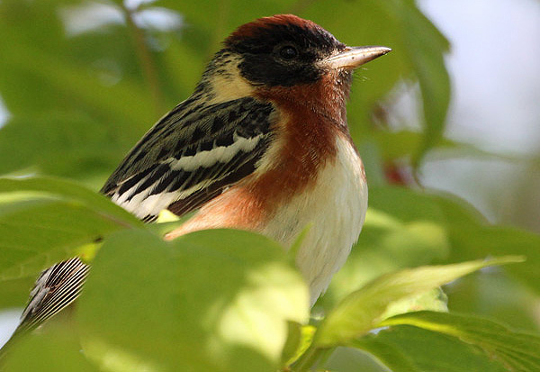 Bay-breasted Warbler photographed by Bruce Parker. Naturalist Terry Sprague will present the workshop "Warblers I have known and loved - Sat. May 11, 11 am-1 pm. For details on this and other workshops and events, visit http://www.peptbo.ca/springevents.html