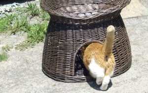 Liza explores her new "gazebo", a beautiful summer home generously donated to the shelter by a local resident.
