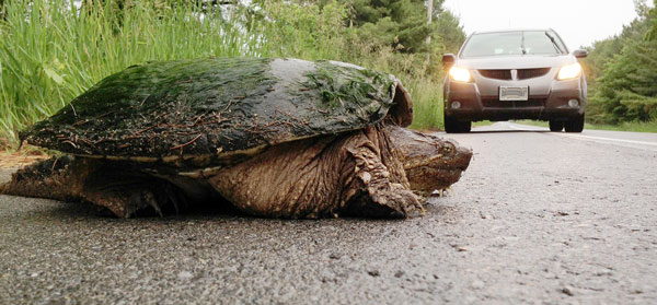 SnappingTurtle