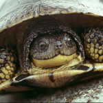 Field Naturalists willing to go another round in turtles vs turbines