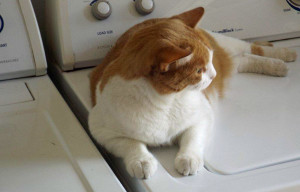 Liza in The Laundry Room