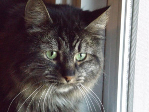 Liza sends this photo of ghostwriter Maggie's cat, Beyonce the Second, who was adopted from the shelter.