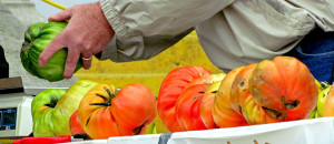 tomatoes