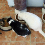Cat house renovations send residents on outdoor adventure