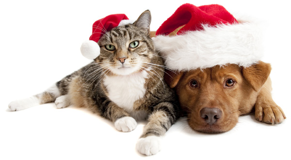 dog-cat-santa-hat