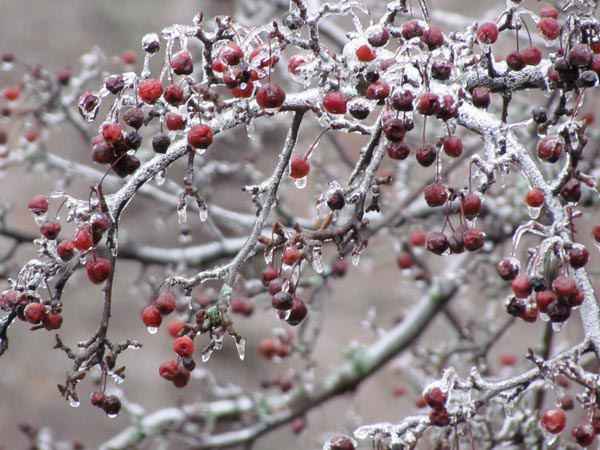 ice covered berries