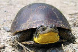 Local species at risk include the Blanding’s Turtle and the Five-lined Skink (photo by Joe Crowley).