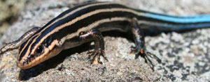 Five-lined-skink-Crowley
