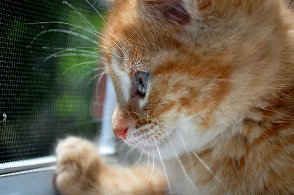 Kitten photographed by Cynara Lewis.