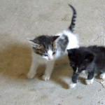 Nine orphan kittens aboard ship for sale