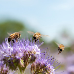 longpoint honeybees