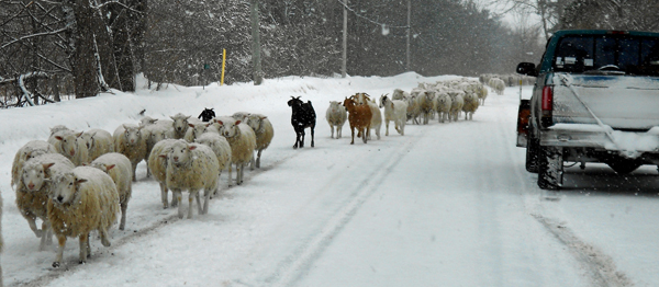 sheep-and-goat-Dave-Mercer-photo