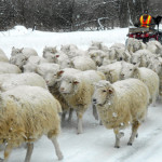 A winter morning's walk for flock of sheep (and a few goats)