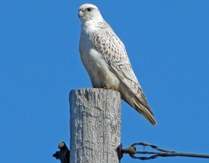 Gyrfalcon. Photo by Mark D. Read