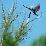 May is for the birds in Prince Edward County