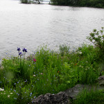 Warming temperatures and rainfall trigger spring freshet