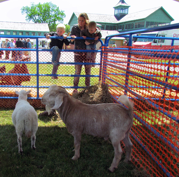 sheep-and-goats-from-Nyman-farms