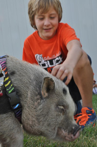 Making friends - Twelve-year-old Nolan Mick took the opportunity to pet Dyson, the friendly mini pot belly pig from Heal With Horses Equine Therapy Farm in Prince Edward County. Ross Lees photo