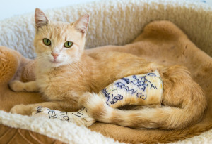 All of the cats at the shelter signed Magnolia's cast before she was re-admitted to hospital owing to complications. - Gilles Robert photo.