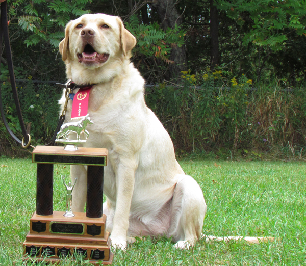 large-dog-winner-Alaska
