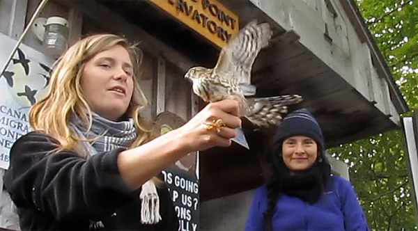 Prince Edward Point assistant birder Janine McManus introduces a young male sharp-shinned hawk to an appreciative crowd visiting the bird observatory banding station.