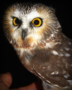 PEPtBO owl