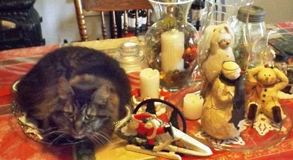 Beyonce, diva cat and former shelter resident, celebrates Christmas with snowman friends. She insists that SHE is the real table centrepiece. - Maggie Haylock photo