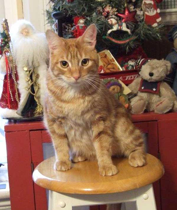 Gatsby, a former resident of the shelter, enjoys Christmas in his forever home with Liza's ghost writer, Maggie.