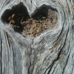 Release, Restore, Rebalance at Heartwood Healing Arts