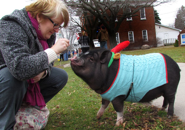 Bev Dick treats Oliver, the mini pot belly pig, on their way to see the Christmas parade. The one-and-a-half year-old pig didn't walk in the parade, says Bev, because he is slow and stops to greet everybody.