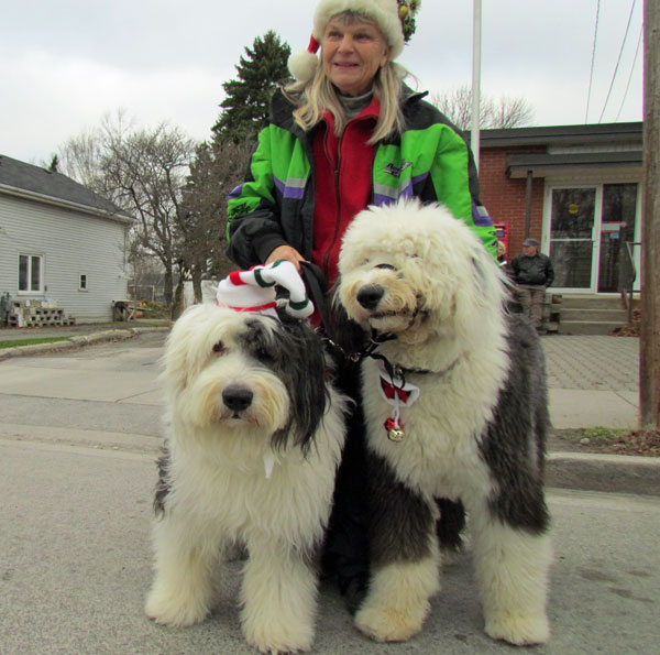 Many furry folk  watched for Santa Paws - including Sonic, and his 10 month old son Shaggy, Old English Sheepdogs with Teresa Hineman.