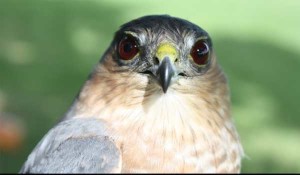 Cooper's Hawk photographed by David Okines, PEPtBO bander in charge and station manager.