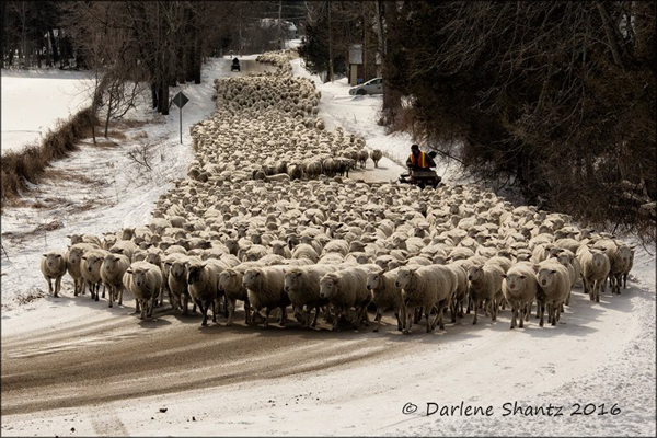 Sheep-moving-Darlene-Shantz-photo