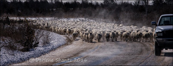 sheep-Darlene-Shantz